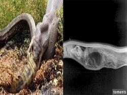 蟒蛇吃掉鱷魚後...鱷魚在牠的肚子裡待了7天後竟發生了超恐怖的事！竟用X光都照得一清二楚！