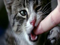 貓咪冷漠又愛咬人？其實可能是你抱貓的方式錯了！