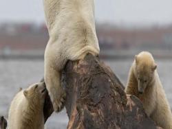 北極熊媽媽頭卡在一頭巨大怪物！兩隻幼崽發出陣陣嚎叫，沒想到下一秒發生的事情讓拍照者都嚇呆了！