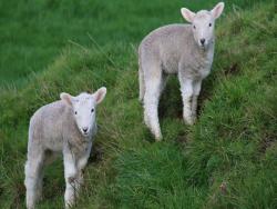 為什麼羊沒能成為人類的寵物？只是因為人們對羊肉的消費嗎？