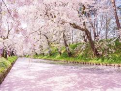 櫻花季節到來，2023年全台精選賞櫻景點介紹