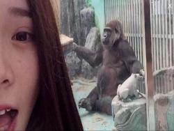美女在動物園跟猩猩自拍後，回來看照片才發現好像有哪裡不對的