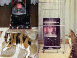 主人怕貓咪會「在家冷死」打開暖爐就直接出門！沒想到回來後，家裡貓咪竟然....太可怕了！