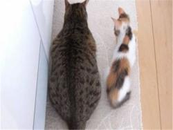貓奴故意養一隻瘦巴巴的貓想「刺激」家中的肥貓減重，卻沒料到最後的成果整個失控了！