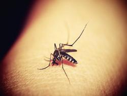 為什麼都只咬我！這9種特質，讓蚊子特別愛咬你！